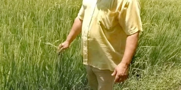 مدير الإرشاد الزراعى بكفرالشيخ : أفضل وقت لرش الزرع سواء بالمبيدات أو الأسمدة الورقية، هو الصباح الباكر 1 - جريدة المساء
