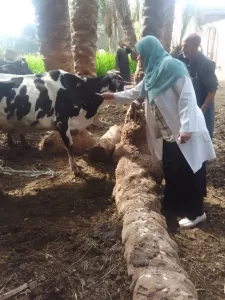 تحصين 227 ألف رأس ماشية بقري الجيزة ضد مرضي الحمى القلاعية والوادي المتصدع 17 - جريدة المساء