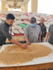 استلام أكثر من 500 ألف طن قمح بالصوامع والشون في الجيزة 21 - جريدة المساء