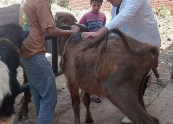 "الزراعة" تطلق أكثر من 200 قافلة بيطرية مجانية خلال مايو 19 - جريدة المساء