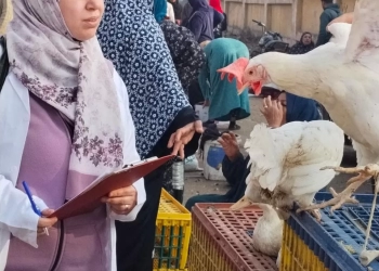 "الزراعة" تكثف الإنذار المبكر لحماية الثروة الحيوانية والداجنة 24 - جريدة المساء