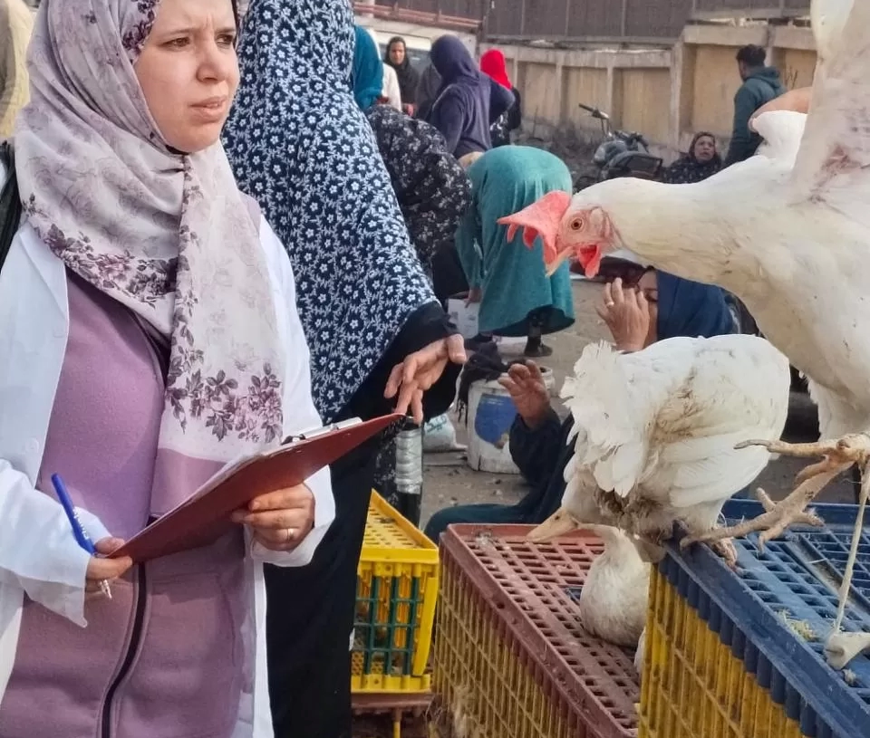 "الزراعة" تكثف الإنذار المبكر لحماية الثروة الحيوانية والداجنة 20 - جريدة المساء "الزراعة" تكثف الإنذار المبكر لحماية الثروة الحيوانية والداجنة 19 - جريدة المساء
