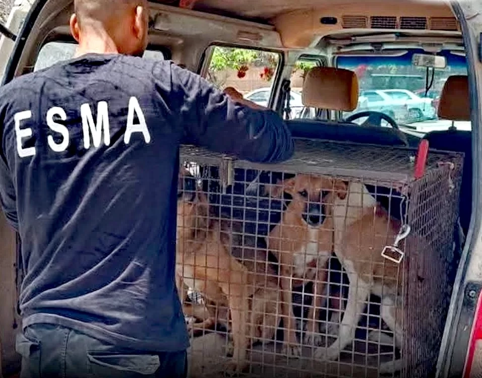 مواجهة ظاهرة الكلاب الضالة داخل المحافظات والمدن الجديدة إنشاء مراكز الإيواء "الشلاتر"بالتنسيق مع قطاعات التخطيط والتنمية 19 - جريدة المساء