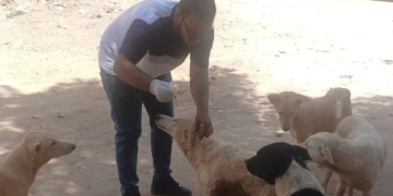 مديرية الطب البيطرى في اسوان تواصل جهودها لحماية المواطنين بتكثيف حملات تحصين الكلاب الحرة ضد مرض السعار 2 - جريدة المساء مديرية الطب البيطرى في اسوان تواصل جهودها لحماية المواطنين بتكثيف حملات تحصين الكلاب الحرة ضد مرض السعار 1 - جريدة المساء