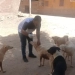 مديرية الطب البيطرى في اسوان تواصل جهودها لحماية المواطنين بتكثيف حملات تحصين الكلاب الحرة ضد مرض السعار 3 - جريدة المساء