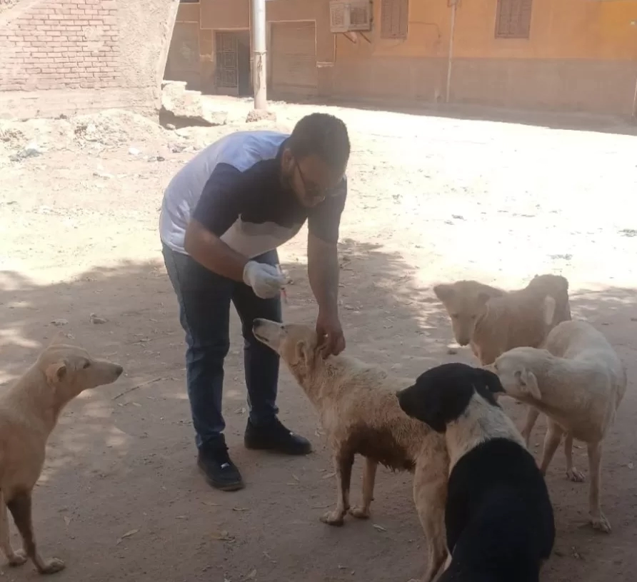 مديرية الطب البيطرى في اسوان تواصل جهودها لحماية المواطنين بتكثيف حملات تحصين الكلاب الحرة ضد مرض السعار 20 - جريدة المساء مديرية الطب البيطرى في اسوان تواصل جهودها لحماية المواطنين بتكثيف حملات تحصين الكلاب الحرة ضد مرض السعار 19 - جريدة المساء