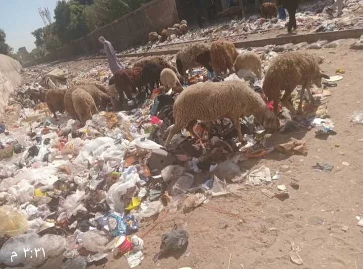 محيط موقف القلج ٠ ٠ مقلب كبير للقمامة 20 - جريدة المساء محيط موقف القلج ٠ ٠ مقلب كبير للقمامة 19 - جريدة المساء