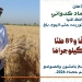 محافظ المنيا: توريد 530 ألف طن قمح .. وضبط ومصادرة 1317 طنًا مخالفًا وغير مطابق للمواصفات 13 - جريدة المساء