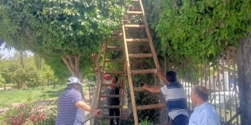 تجميل وتهذيب الأشجار في كورنيش النيل والميادين العامة بمدينة المنيا 1 - جريدة المساء