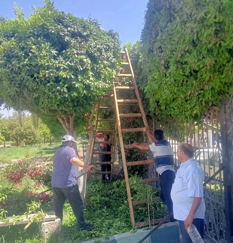 تجميل وتهذيب الأشجار في كورنيش النيل والميادين العامة بمدينة المنيا 19 - جريدة المساء