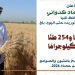 توريد أكثر من 463 ألف طن قمح بمراكز محافظة المنيا منذ انطلاق موسم الحصاد 2026 15 - جريدة المساء