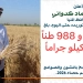 تحقيق معدلات متقدمة في توريد القمح بالمنيا واستلام نحو 512 ألف طن لدعم المخزون الاستراتيجي 3 - جريدة المساء