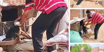 بيطري الإسماعيلية: تحصين 267 كلبًا ضالًا ضد السعار ضمن مبادرة "مصر خالية من المرض بحلول 2030 1 - جريدة المساء