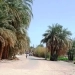 محافظ أسوان يحيل واقعة إتلاف خطى مياه شرب عموميين بقرية منيحة بكوم أمبو للنيابة العامة 9 - جريدة المساء