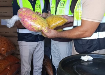 محافظ الغربية: حملات سلامة الغذاء تضبط مصنعًا غير مرخص ونصف طن سناكس مجهول المصدر قبل وصوله للمستهلكين 30 - جريدة المساء محافظ الغربية: حملات سلامة الغذاء تضبط مصنعًا غير مرخص ونصف طن سناكس مجهول المصدر قبل وصوله للمستهلكين 29 - جريدة المساء