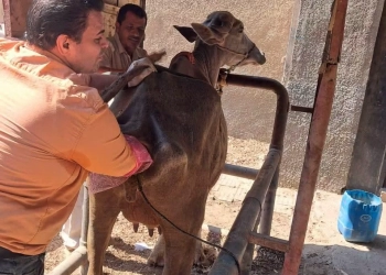 "الخدمات البيطرية" تنفذ التلقيح الاصطناعي لأكثر من 39 ألف رأس وتواصل دعم برامج التحسين الوراثي 27 - جريدة المساء "الخدمات البيطرية" تنفذ التلقيح الاصطناعي لأكثر من 39 ألف رأس وتواصل دعم برامج التحسين الوراثي 26 - جريدة المساء