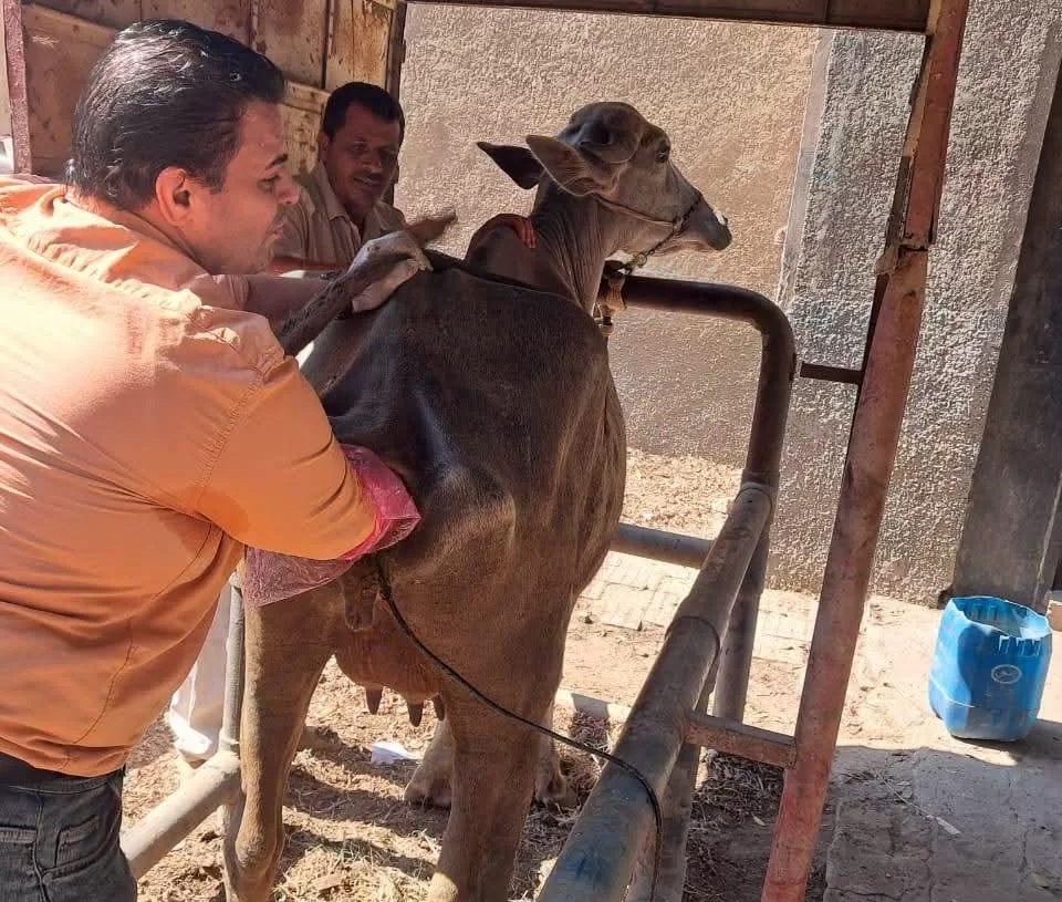 " الخدمات البيطرية " تنفذ التلقيح الاصطناعي لأكثر من 39 ألف رأس وتواصل دعم برامج التحسين الوراثي 19 - جريدة المساء