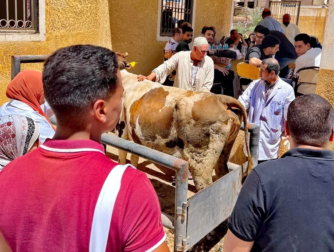 جامعة كفر الشيخ تنظم قافلة بيطرية بقرية الكوم الطويل 20 - جريدة المساء جامعة كفر الشيخ تنظم قافلة بيطرية بقرية الكوم الطويل 19 - جريدة المساء