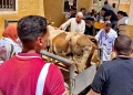 جامعة كفر الشيخ تُسيّر قافلة بيطرية علاجية مجانية إلى قرية الكوم الطويل لدعم الثروة الحيوانية والداجنة وخدمة المواطنين 31 - جريدة المساء