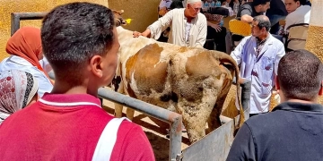 جامعة كفر الشيخ تُسيّر قافلة بيطرية علاجية مجانية إلى قرية الكوم الطويل لدعم الثروة الحيوانية والداجنة وخدمة المواطنين 1 - جريدة المساء