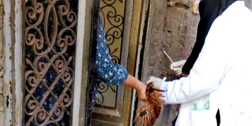 محافظ كفرالشيخ يتابع جهود تحصين الثروة الداجنة لحمايتها من الأمراض الوبائية 1 - جريدة المساء