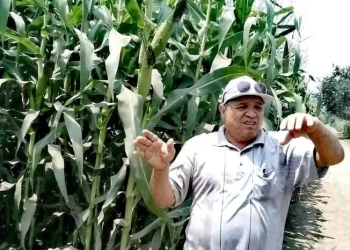 مدير الإرشاد الزراعى بكفرالشيخ : السيلاج الجيد يجب وضعه بمعزل عن الهواء للحصول على مواصفات ممتازه 25 - جريدة المساء