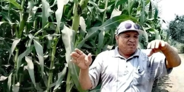 مدير الإرشاد الزراعى بكفرالشيخ : السيلاج الجيد يجب وضعه بمعزل عن الهواء للحصول على مواصفات ممتازه 1 - جريدة المساء