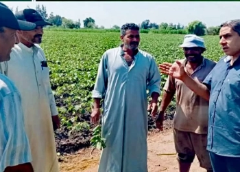 جولة ميدانية موسعة لوكيل وزاره الزراعه بكفر الشيخ لدعم المزارعين ومتابعة المحاصيل الاستراتيجية 35 - جريدة المساء