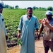 جولة ميدانية موسعة لوكيل وزاره الزراعه بكفر الشيخ لدعم المزارعين ومتابعة المحاصيل الاستراتيجية 7 - جريدة المساء