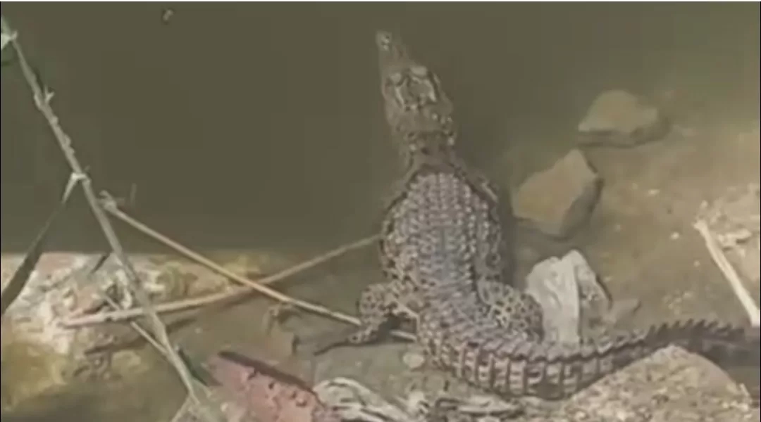 العثور على تمساح بمنطقة شبرامنت في أبو النمرس
