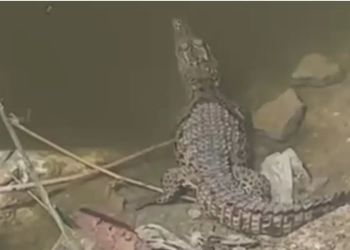 محافظة الجيزة توضح ملابسات فيديو تمساح شبرامنت: منطقة غير مأهولة بالسكان 24 - جريدة المساء العثور على تمساح بمنطقة شبرامنت في أبو النمرس