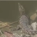 العثور على تمساح بمنطقة شبرامنت في أبو النمرس