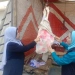 تحرير 31 محضرًا وضبط 207 كجم لحوم ودواجن وأسماك غير صالحة للاستهلاك بالمنيا 4 - جريدة المساء تحرير 31 محضرًا وضبط 207 كجم لحوم ودواجن وأسماك غير صالحة للاستهلاك بالمنيا 3 - جريدة المساء