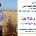 محافظ المنيا: توريد ما يقرب من 535 ألف طن من القمح المحلي خلال موسم 2026 3 - جريدة المساء