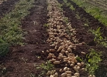 اتحاد منتجي ومصدري الحاصلات يتابع انطلاق موسم البطاطس بطنطا وكفر الزيات 25 - جريدة المساء