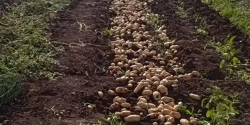 أحاد منتجي ومصدري الحاصلات البستانية يتابع انطلاق موسم البطاطس بفرعي طنطا وكفر الزيات 1 - جريدة المساء