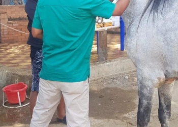 استعدادا لمونديال الفروسية" ترقيم خيول الأهرامات بالشرائح الإلكترونية وفق المعايير الدولية 25 - جريدة المساء