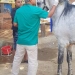 استعدادا لمونديال الفروسية" ترقيم خيول الأهرامات بالشرائح الإلكترونية وفق المعايير الدولية 7 - جريدة المساء