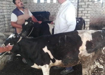 بحوث الصحراء ينفذ قافلة بيطرية لدعم الثروة الحيوانية بمنطقة المغرة 21 - جريدة المساء