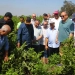 رئيس «البحوث الزراعية» يتفقد محطة بحوث الجميزة 2 - جريدة المساء