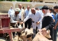 "الخدمات البيطرية": فحص وعلاج أكثر من 85 ألف رأس ماشية و75 ألف طائر خلال شهر 23 - جريدة المساء