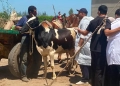 الزراعة» تُطلق الحملة القومية الثانية لتحصين الماشية ضد مرضي الحمى القلاعية وحمى الوادي المتصدع 23 - جريدة المساء