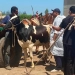الزراعة» تُطلق الحملة القومية الثانية لتحصين الماشية ضد مرضي الحمى القلاعية وحمى الوادي المتصدع 3 - جريدة المساء