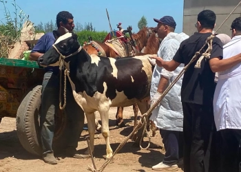 "الزراعة" تكثّف جهود الرعاية التناسلية ماشية والتلقيح الاصطناعي للماشية 25 - جريدة المساء