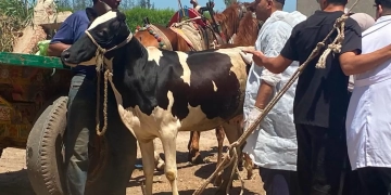 "الزراعة" تكثّف جهود الرعاية التناسلية ماشية والتلقيح الاصطناعي للماشية 1 - جريدة المساء