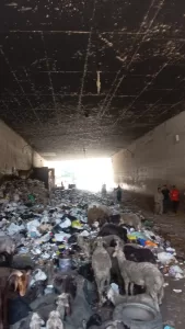 "نظافة الجيزة": 1200 طن "رتش" تحول نفق النجوم ببولاق الدكرور من مأوى للماشية لساحة آمنة للمشاة والسيارات 29 - جريدة المساء