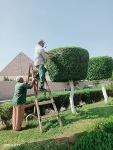 صيانة وتجميل.. "الجيزة" ترفع كفاءة محيط المتحف المصري الكبير ومدخل الأهرامات 15 - جريدة المساء صيانة وتجميل.. "الجيزة" ترفع كفاءة محيط المتحف المصري الكبير ومدخل الأهرامات 14 - جريدة المساء