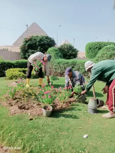 صيانة وتجميل.. "الجيزة" ترفع كفاءة محيط المتحف المصري الكبير ومدخل الأهرامات 19 - جريدة المساء صيانة وتجميل.. "الجيزة" ترفع كفاءة محيط المتحف المصري الكبير ومدخل الأهرامات 18 - جريدة المساء
