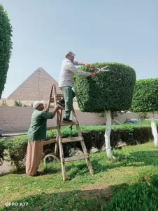 لليوم الثاني.. استمرار أعمال النظافة والتجميل بمحيط المتحف الكبير ومدخل الأهرامات - صور 16 - جريدة المساء