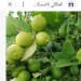 "الزراعة" تعلن تسجيل صنف "ليمون مصر 25" خالي من البذور والاشواك لزيادة الإنتاج والاستثمار 3 - جريدة المساء